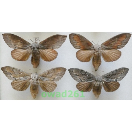 Dendrolimus pini (Linnaeus, 1758) 4xfemale Barczatka sosnówka Poland62
